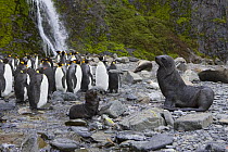 Antarctic Fur Seal {Arctocephalus gazella} mother and pup next to King Penguins {Aptenodytes patagonicus} Hercules Bay, South Georgia