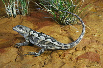 Mountain dragon lizard {Rankinia diemensis} male watches for raptors while basking, Hobart, Tasmania, Australia