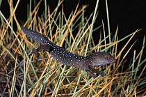 Jewelled gecko {Strophurus elderi} climbing through a clump of Hummock grass at night, Coombah, New South Wales, Australia
