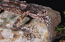 Rough throated leaf-tailed gecko {Saltuarius salebrosus} Blackdown Tableland NP, Queensland, Australia