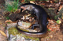 The land mullet (Bellatorias major), one of the largest and most powerful of the world&#39;s skinks, Springbook, Queensland, Australia