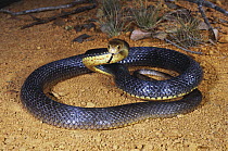 Eastern brown snake {Pseudonaja textilis} melanotic female in pre-strike posture, Bundaburg, Queensland, Australia