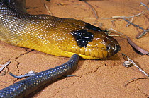 Woma python {Aspidites ramsayi} male from the eastern population with a dark patch around the eyes, St George, Queensland, Australia, Endangered