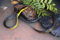 Green tree snake {Dendrelaphis punctulatus} female hunting for frogs in water, Mackay, Queensland, Australia