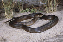 Dwarf dugite brown snake {Pseudonaja affinis exilis} Rottnest Island, Western Australia