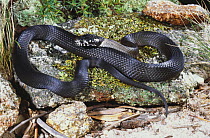 Broad headed snake {Hoplocephalus sp} undescribed species from high altitude rocky habitat, Torrington, New South Wales, Australia