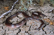 Dunmall's snake {Furina dunmalli} male, dweller of dry, cracked ground, Yelarbon, Queensland, Australia, Endangered