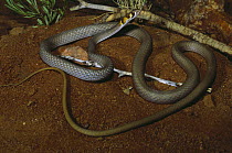 Shines whipsnake {Demansia shinei} male, Tennant Creek, Northern Territory, Australia