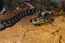 Broad headed snake {Hoplocephalus bungaroides} female in pre-strike posture, Colo Heights, New South Wales, Australia. Endangered