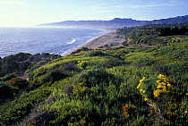 Coastal landscape at Point Dume, Malibu, Nr Los Angeles, California, USA