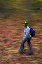 Woman walking through the oak-hickory forests of the Litchfield Hills, Kent, Connecticut, USA, autumn