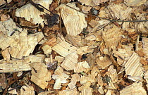 Wood chips created by American beaver {Castor canadensis} Goshen, Connecticut, USA
