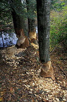 Trees damaged by American beaver {Castor canadensis} Goshen, Connecticut, USA
