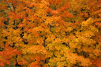 Leaves of the Sugar Maple {Acer saccharum} tree in autumn, Greenville, Maine, USA