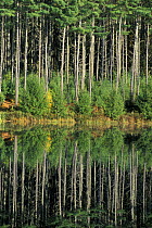 Eastern White Pines {Pinus strobus} reflected in the waters of Meadow Lake at the headwaters to the Lamprey River, Northwood, New Hampshire, USA