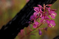 Fireweed {Eplilbium angustifolium} flowers, Tok, Alaska, USA