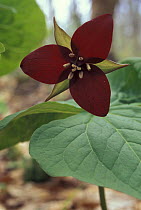 Red Trillium {Trillium erectum} flower, Mt. Passaconoway, New Hampshire, USA