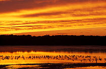 Shorebirds and wading birds silhouetted against the colours of sunset, Ding Darling National Wildlife Refuge, Sanibel Island, Florida, USA