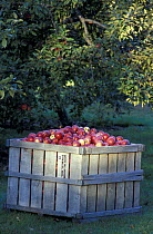 A crate of apples at the Nicewicz Farm in Nashoba Valley, Bolton, Massachusetts, USA.