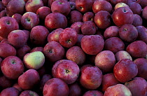 Harvested apples at the Nicewicz Farm in Nashoba Valley, Bolton, Massachusetts, USA.