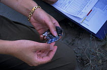 Manomet researcher Jan Yacabucci measures a Bluebird {Siala sp} chick's wing, Chino Farms, Maryland, USA