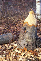 Trees felled by American beaver {Castor canadensis} Acadia NP, Maine, USA