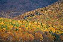 Autumn colours in hardwood forest, Baxter AP, Maine, USA