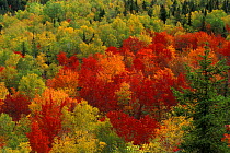 Autumn colours in hardwood forest, Lookout Ledge, Wassataquoik Valley, Baxter SP, Maine, USA.