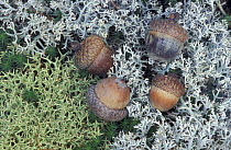 Reindeer lichen {Cladina rangeferina} and acorns on the forest floor in an oak-pine forest, Kennebunkport, Maine, USA