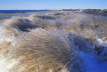 Ice coating the beach grass on Parson's Beach, Kennebunk, Maine, USA