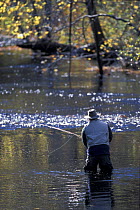 A fly-fisherman on the Lamprey River below Wiswall Dam, Durham, New Hampshire, USA