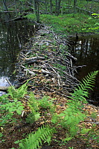 A beaver dam in Woodman Brook, a tributary of the Lamprey River. Durham, New Hampshire, USA