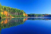 White pines and hardwoods reflected in Meadow Lake at the headwaters to the Lamprey River, autumn, Northwood, New Hampshire, USA