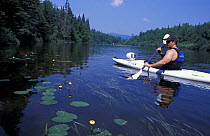 Kayaking on the Androscoggin River beside Yellow pond water lilies {Nuphar lutea} 13 Mile Woods, Errol, New Hampshire, USA