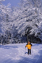 Cross-country skiing on an unploughed road near Second Connecticut Lake, Pittsburg, New Hampshire, USA