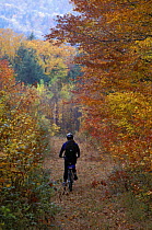 Mountain Biking on an old logging road near Loon Mountain, White Mountains, New Hampshire, USA, autumn