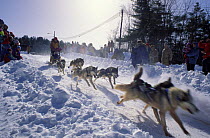 A sled dog team starting their run in the Sandwich Notch 50 sled dog race, Sandwich, New Hampshire, USA.