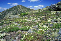 Diapensia {Diapensia lapponica} flowering on the Mt. Lincon Franconia Ridge, White Mountain NF, Little Haystack, New Hampshire, USA, Appalachian Trail