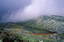 Low cloud cover and early snow on the boreal forest on Mt. Lafayette, Eagle Lake and the Franconia Ridge, White Mountains, New Hampshire, USA