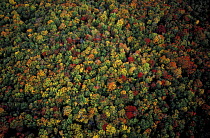 Aerial view of hardwood forest in autumn, White Mountain National Forest, north of Mt. Lafayette and Mt. Garfield, Carroll, New Hampshire, USA