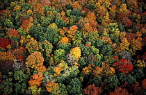 Aerial view of hardwood forest in autumn, White Mountain National Forest, north of Mt. Lafayette and Mt. Garfield, Carroll, New Hampshire, USA