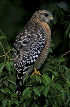 Red-shouldered hawk {Buteo lineatus}  Ding Darling National Wildlife Refuge, Sanibel Island, Florida, USA
