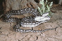 Inland river carpet python {Morelia spilota metacalfei} in pre-strike posture, Nyngan, New South Wales, Australia