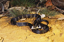 Stephen's banded snake {Hoplocephalus stephensii} Myall Lakes NP, New South Wales, Australia