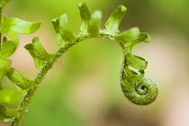 Common polypody fern / fiddlehead {Polypodium vulgare} frond unfurling, Boxford, Massachusetts, USA