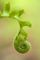 Common polypody fern / fiddlehead {Polypodium vulgare} frond unfurling, Boxford, Massachusetts, USA