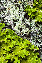 Lichens, Tree lungwort {Lobaria pulmonaria} (green) and {Anzia colpodes} on a maple tree, Acadia National Park, Maine, USA