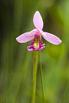 Dragon's breath orchid {Arethusa bulbosa} Acadia National Park, Maine, USA