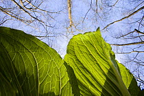 Skunk cabbage {Symplocarpus foetidus} leaves, Massachusetts, USA