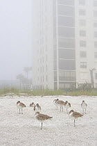Willets {Tringa semipalmatus} roosting on beach in sea mist with appartment block in background, Indian Rocks Beach, Florida, USA